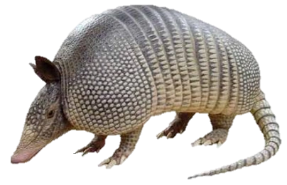 Armadillo