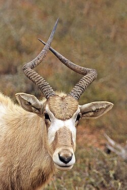 Addax