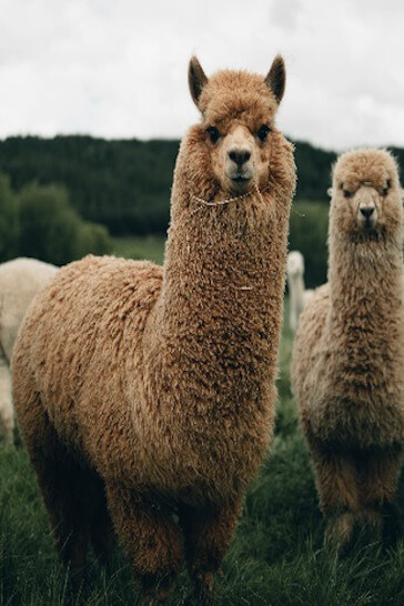 Alpaca