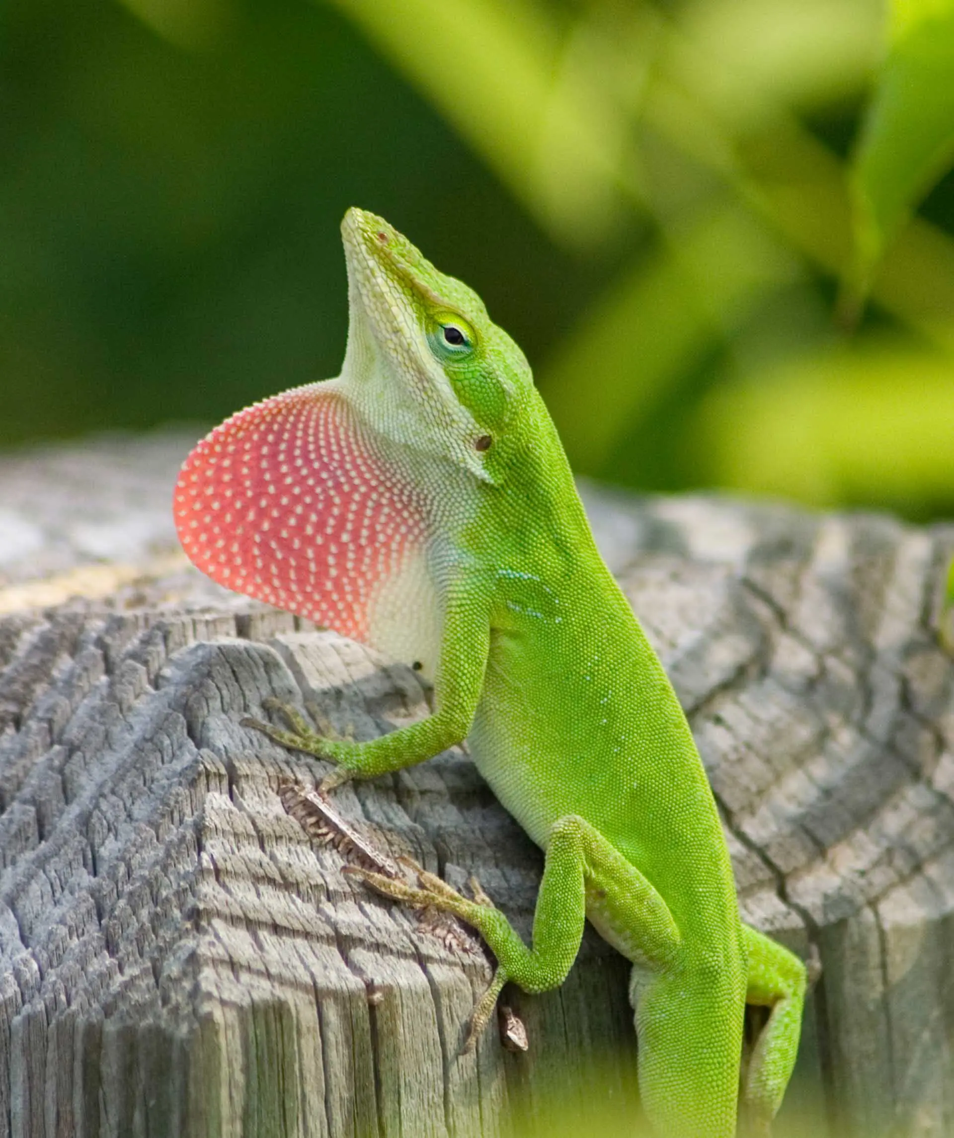 Anolis