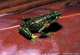 Atelopus