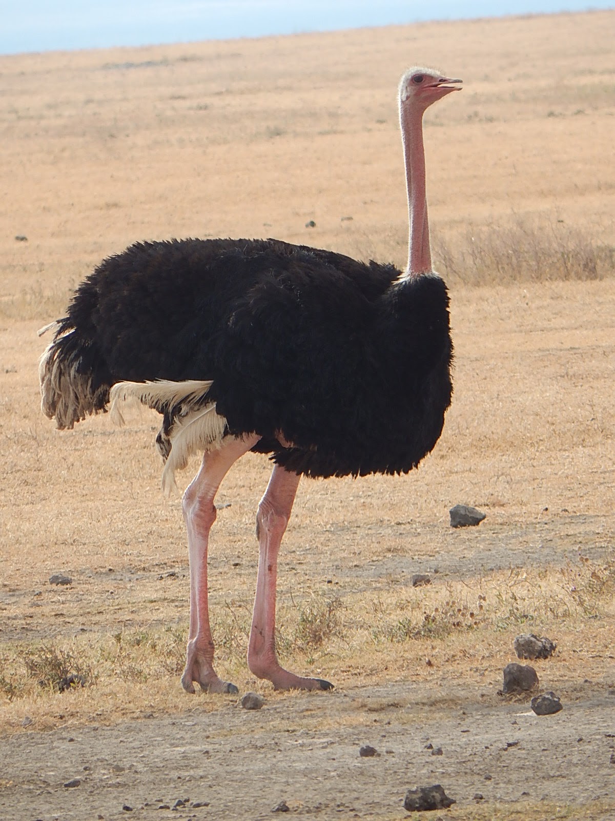 Avestruz