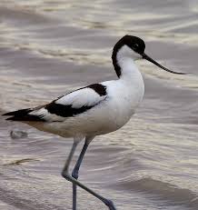 Avoceta
