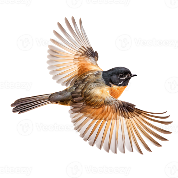 Abanico Transparente