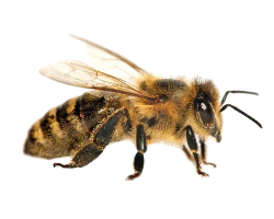 Abeja Transparente