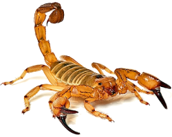 Alacrán Transparente