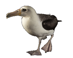 Albatros Transparente