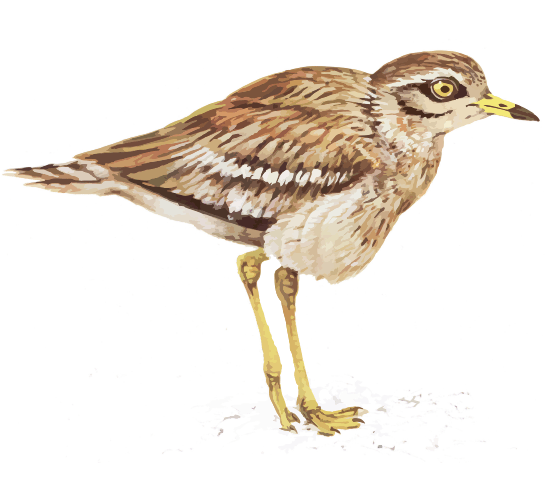 Alcaraván Transparente