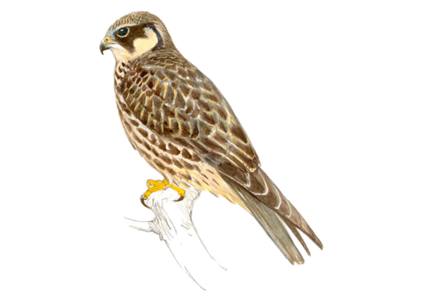 Alcotán Transparente