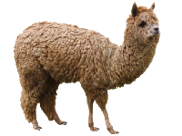 Alpaca Transparente