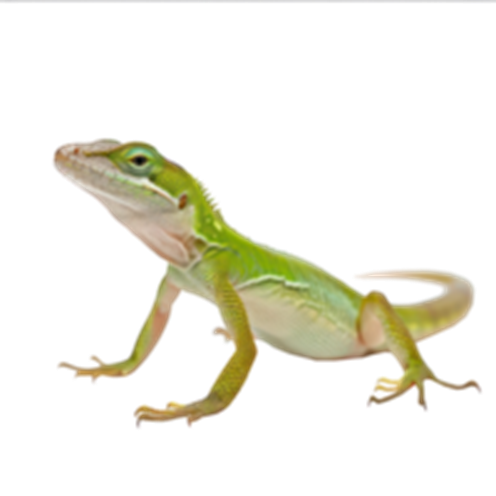 Anolis Transparente