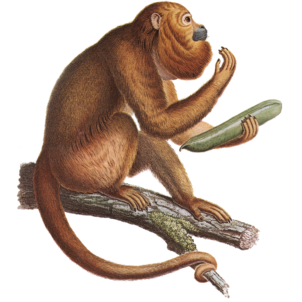 Araguato Transparente