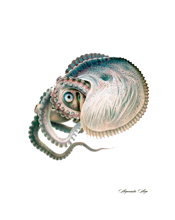 Argonauta Transparente