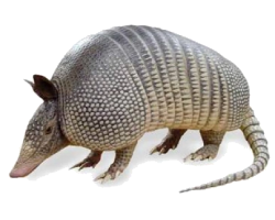 Armadillo Transparente