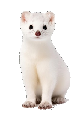 Armiño Transparente