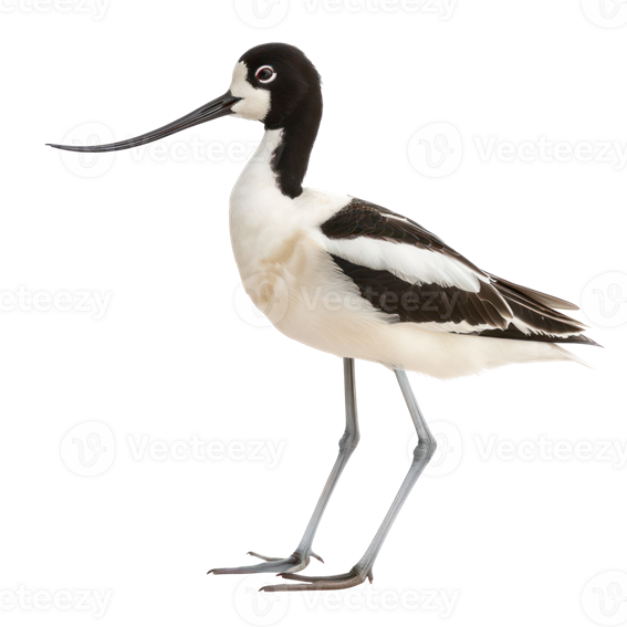 Avoceta Transparente