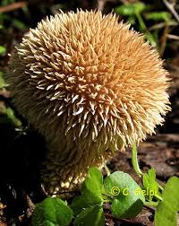 Lycoperdon echinatum