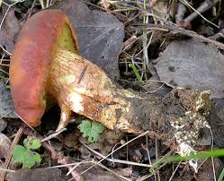 Xerocomus silwoodensis