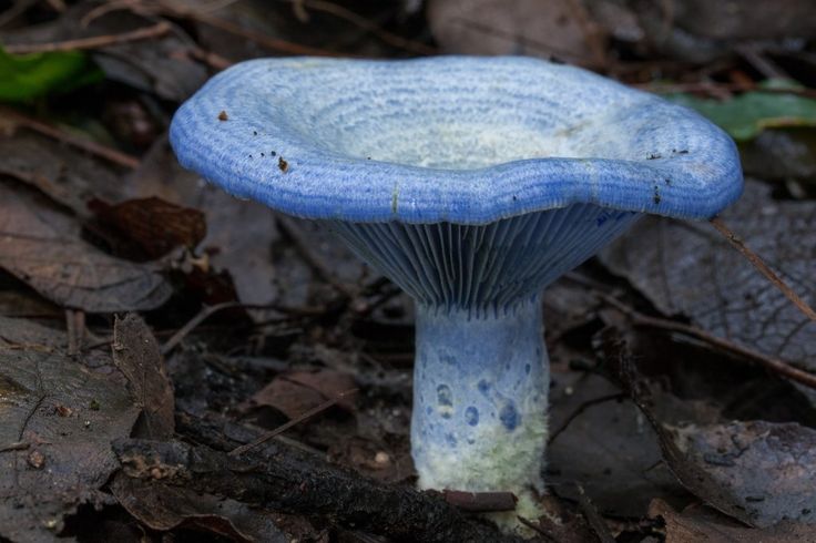 Lactarius indigo