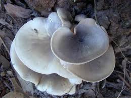 Omphalotus nidiformis
