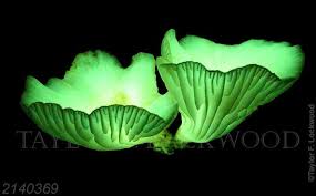 Neonothopanus gardneri