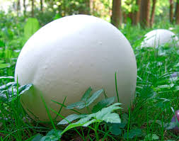 Calvatia gigantea