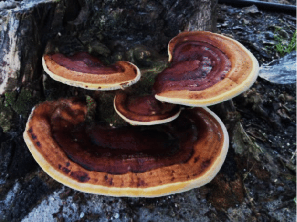 Reishi