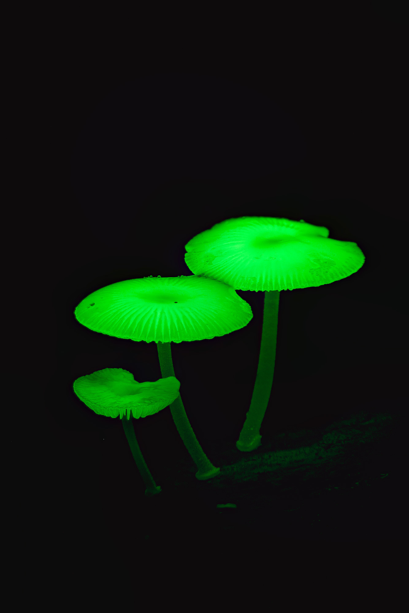 Mycena chlorophos