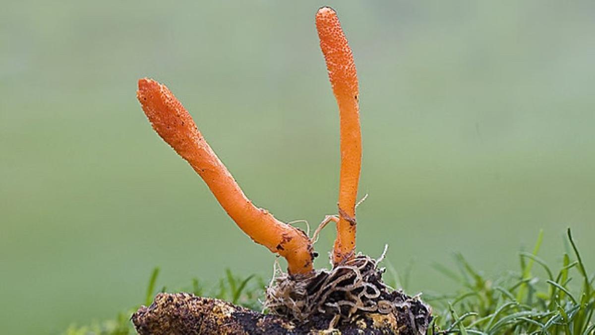Cordyceps militaris