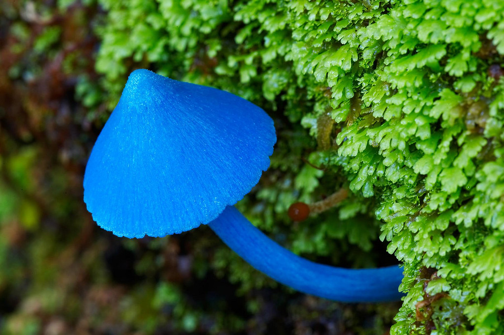 Entoloma nitroprussidum
