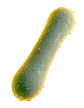 Vibrio cholerae