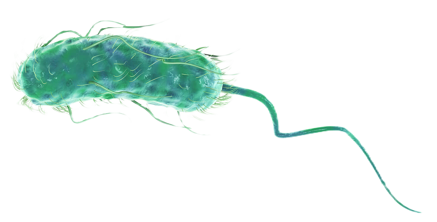 Vibrio cholerae