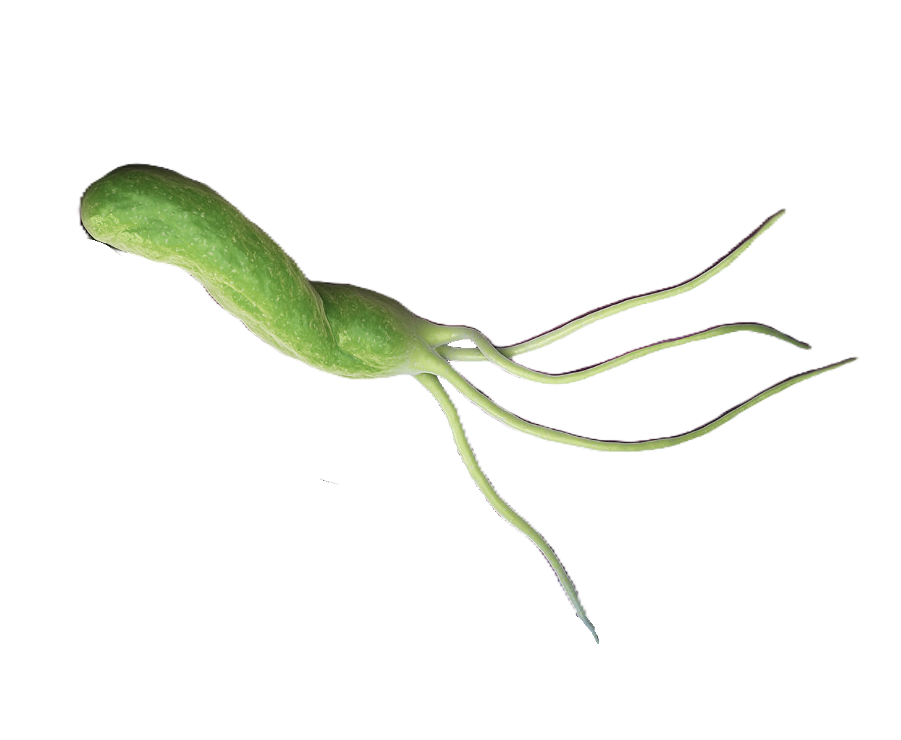 Vibrio cholerae
