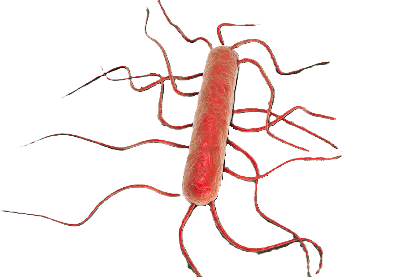 Vibrio cholerae