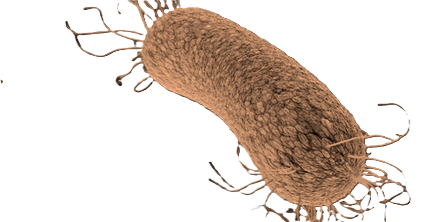 Vibrio cholerae