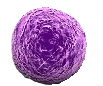 Staphylococcus aureus