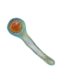 Vibrio cholerae