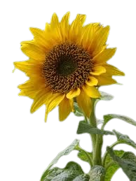 Girasol