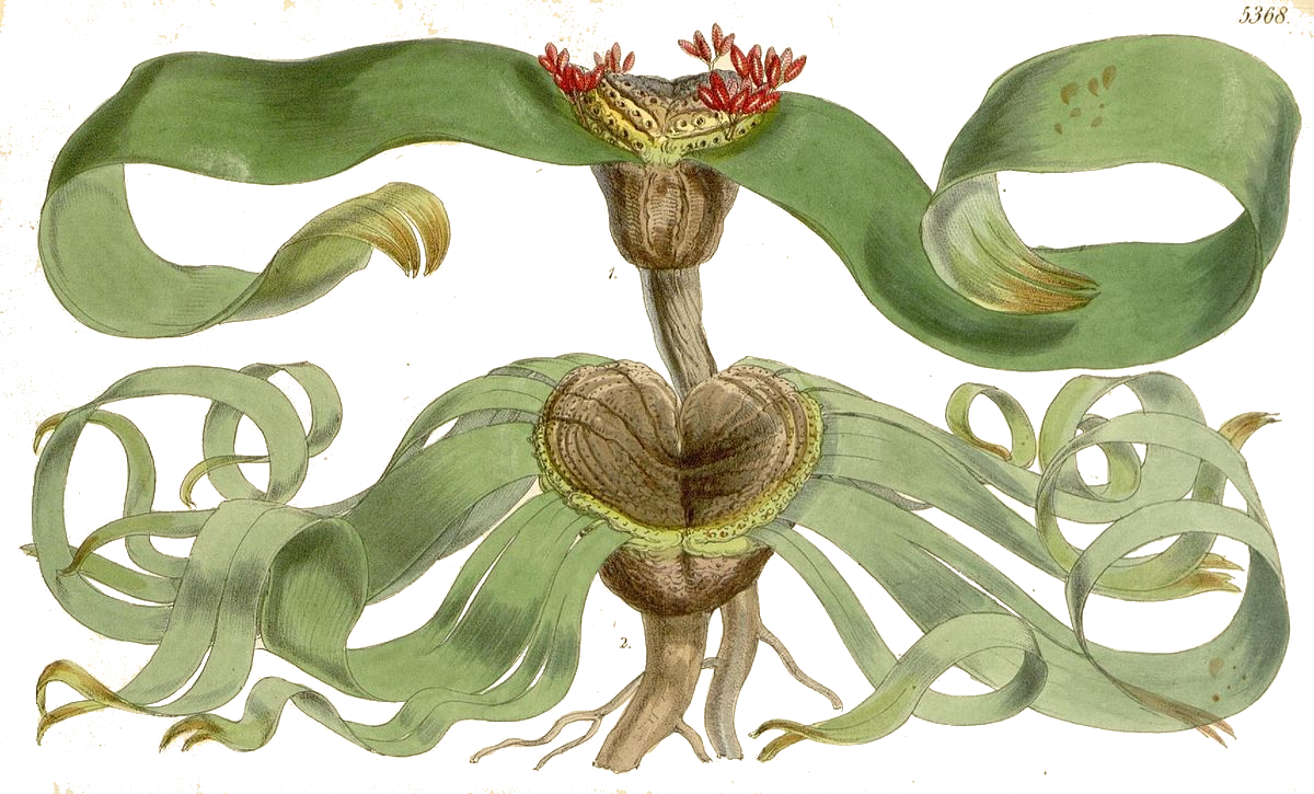 Welwitschia