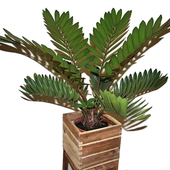 Zamia