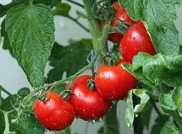 Tomatera