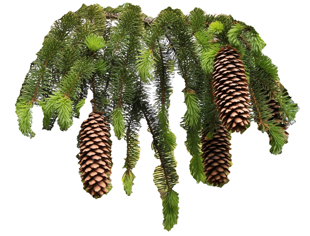 Abeto Rojo Transparente