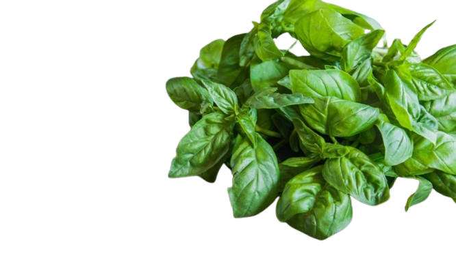 Albahaca Transparente