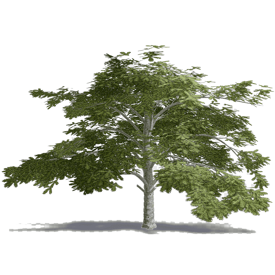 Cedro del Líbano Transparente