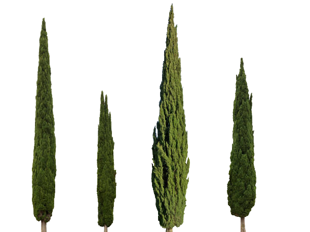 Ciprés común Transparente