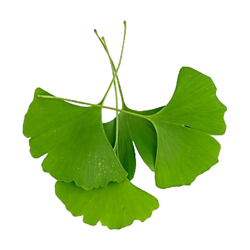 Ginkgo Transparente