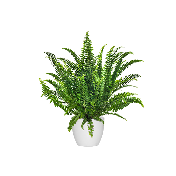 Helecho espada Transparente