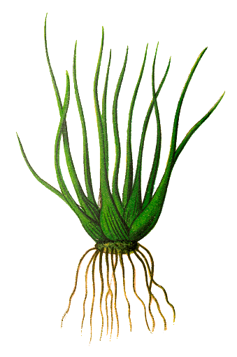 Isoetes Transparente