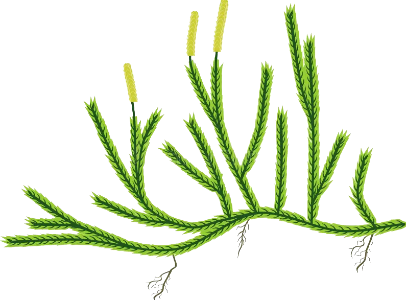 Licopodio Transparente