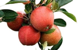 Manzano Transparente